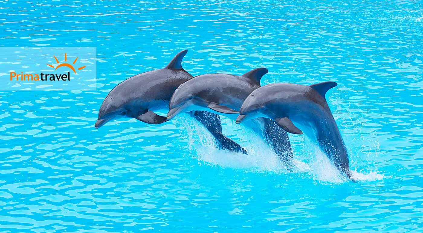 Delfinárium, úžasná show s delfínmi a návšteva ZOO v Norimbergu pre celú rodinu na 3-dňovom zájazde