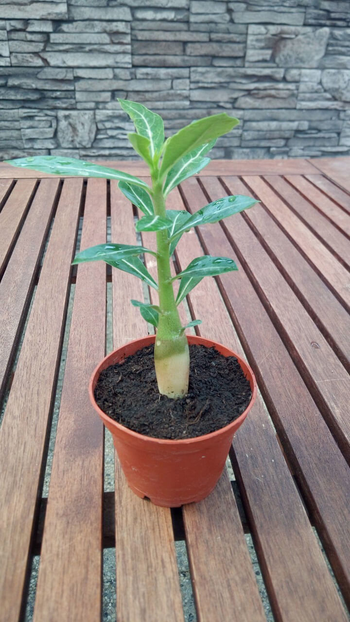 Púštna ruža (Adenium obesum) - mladá rastlinka (veľkosť cca 10-12 cm)