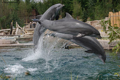 Delfíny