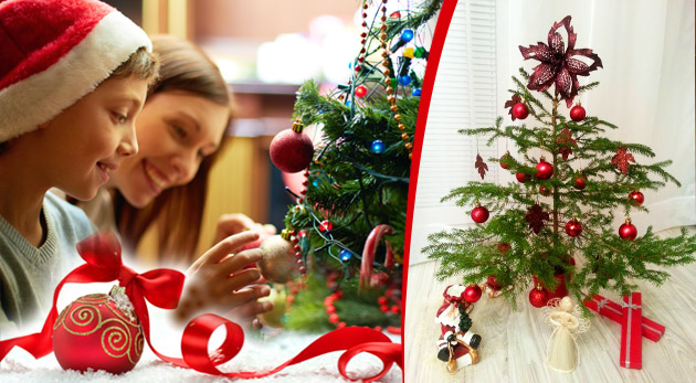 Ozvláštnite si Vianoce a vypestuje si vlastný vianočný stromček u seba doma
