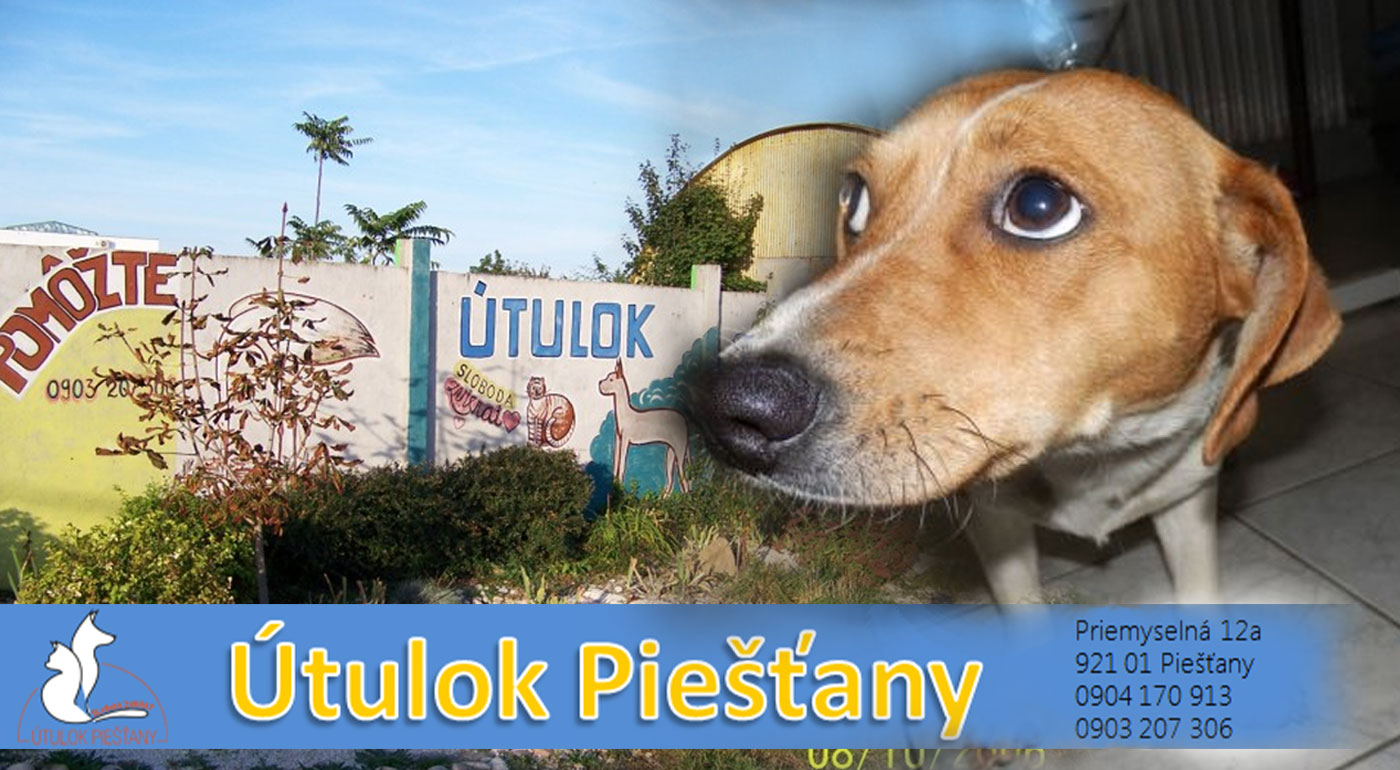 Pomoc psíkom v Útulku Piešťany - dobrovoľný príspevok na urgentné prípady a pre celkový lepší život opustených zvieratiek