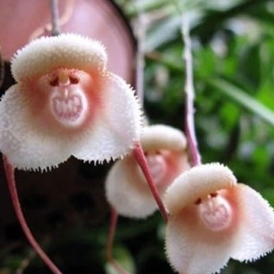 Balenie 20 semiačok orchidey s opičou tvárou
